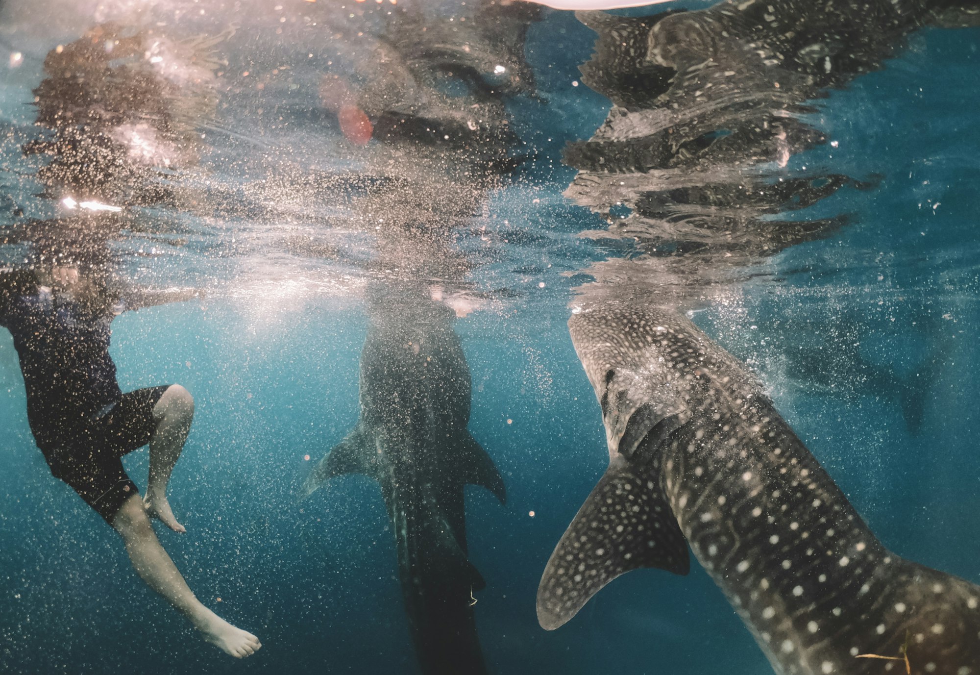oslob-whale-shark-1-unsplash-armstrong.jpg