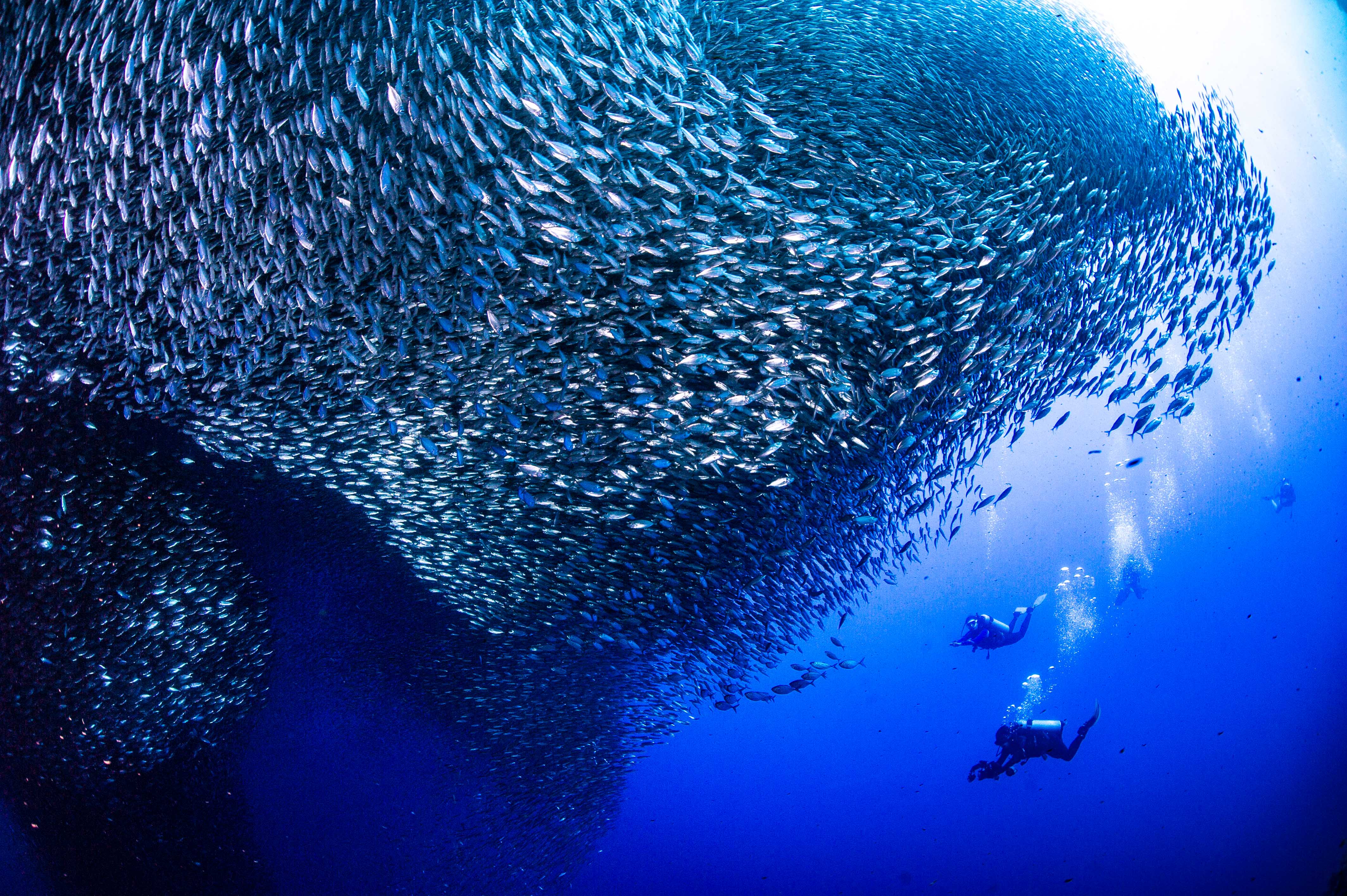 다이버와 사딘 런의 스케일