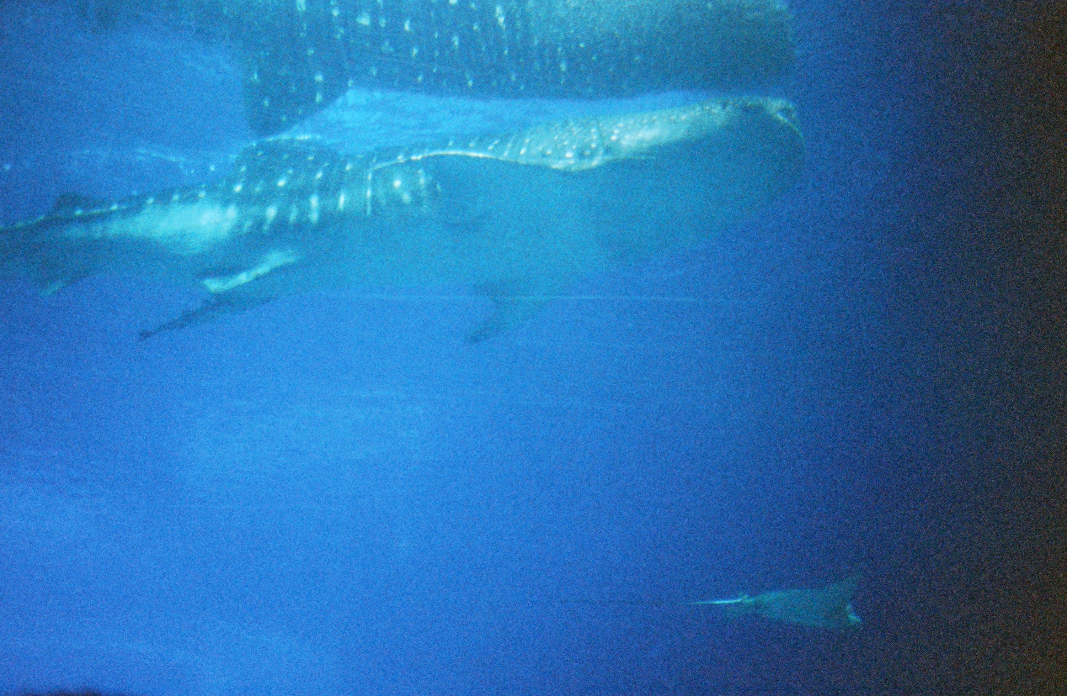 바다 속 고래상어(거리 유지)