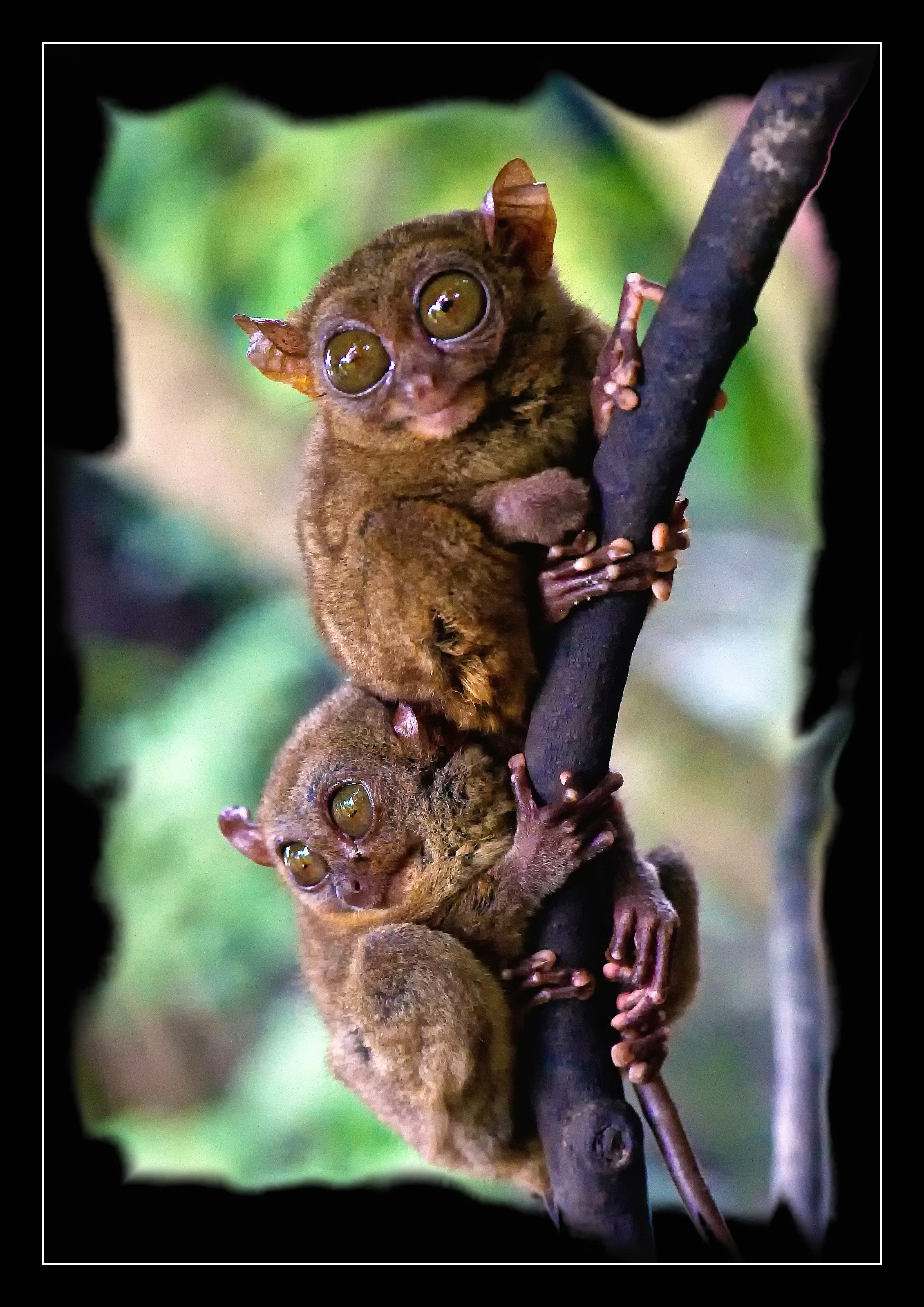 보홀 안경원숭이(자연 서식지)