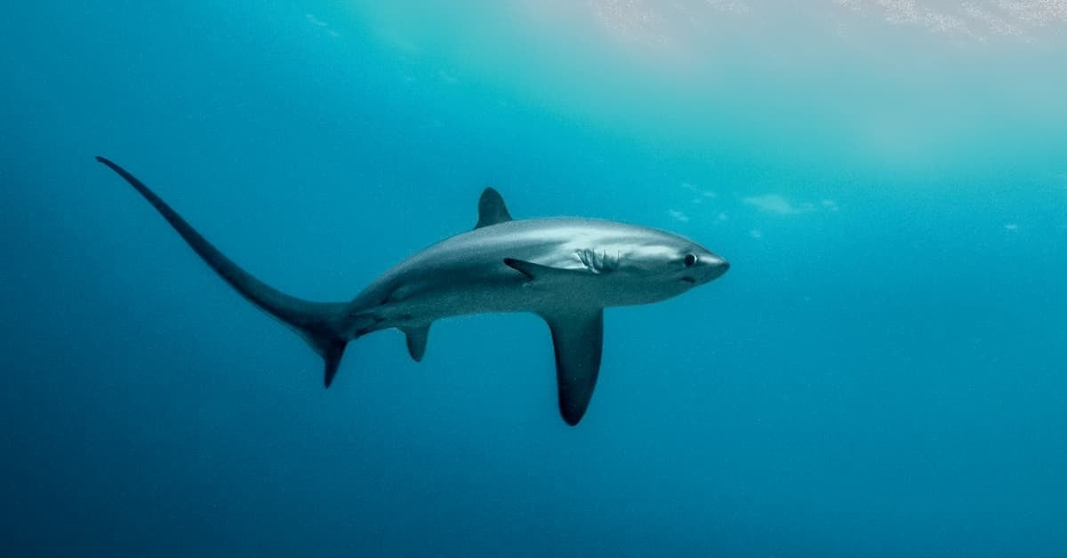 말라파스쿠아 환도상어 다이빙 보트와 바다 풍경