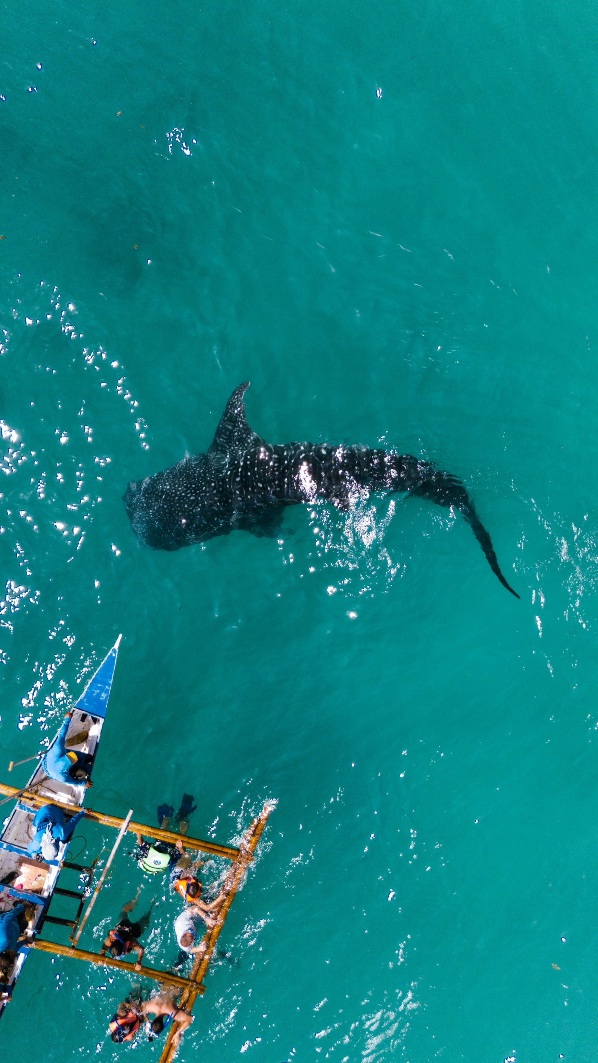 oslob-whale-shark-2-unsplash-raja.jpg