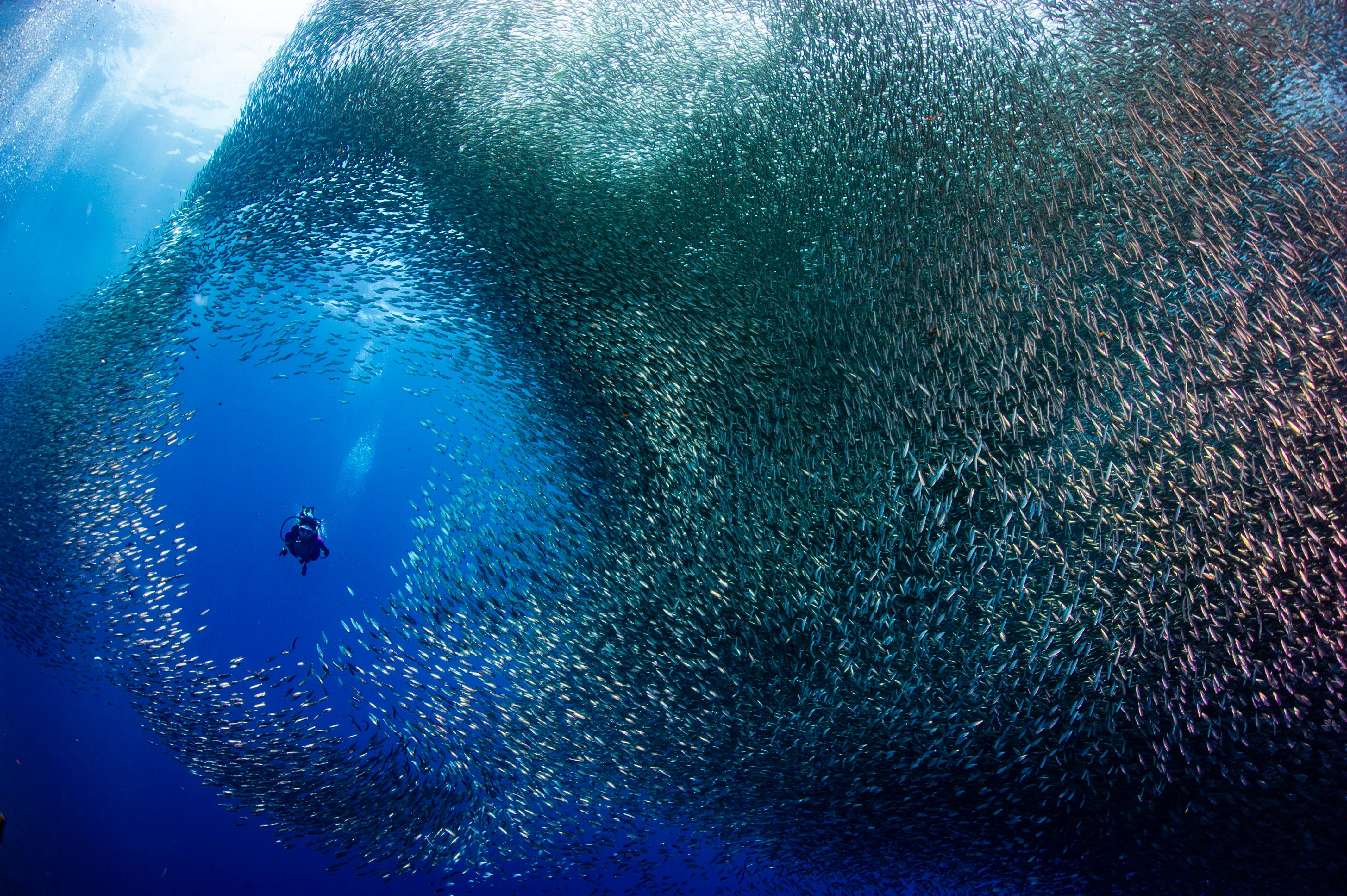 모알보알 사딘 런 전경