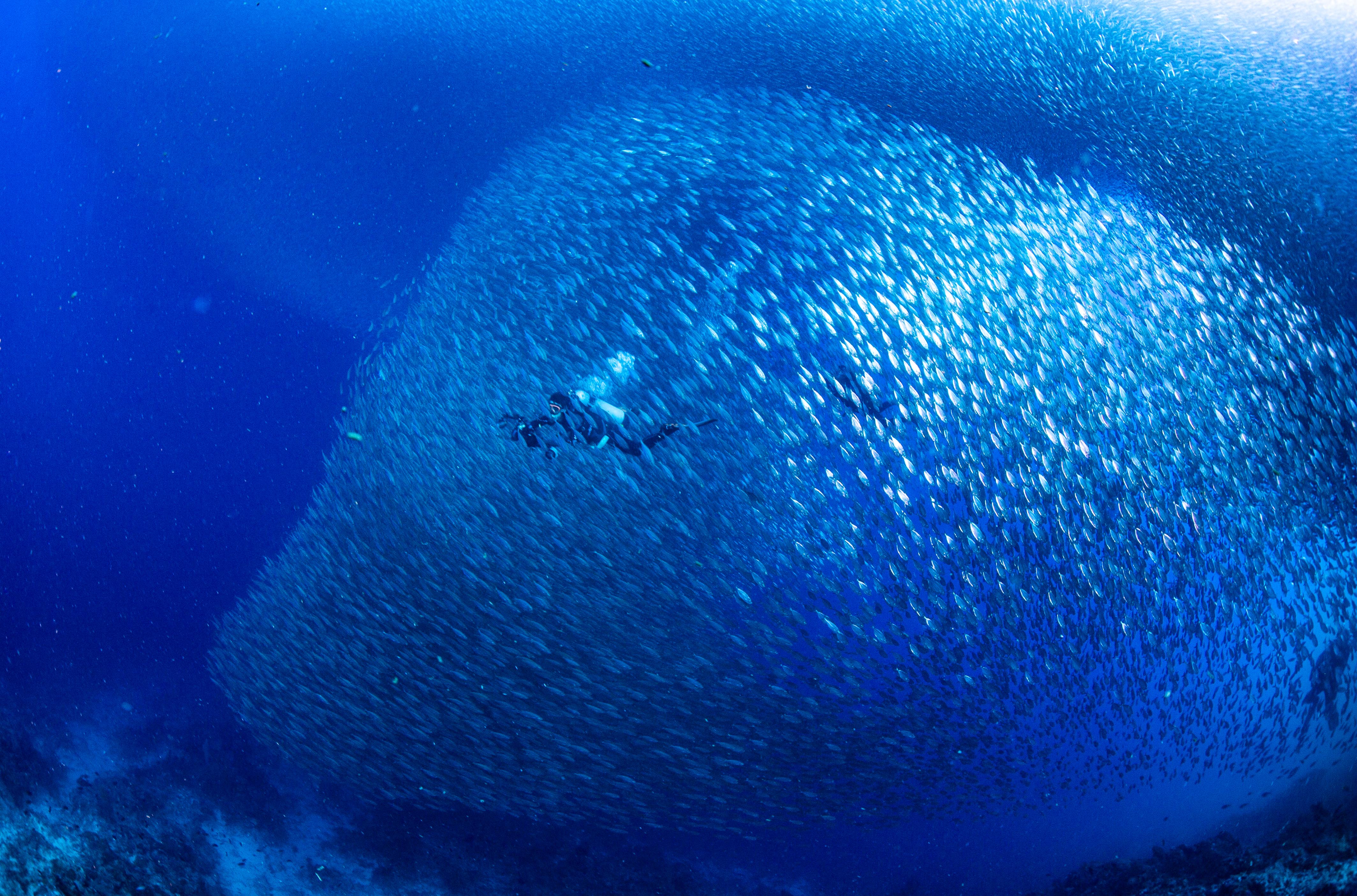 수중에서 만나는 모알보알 사딘 볼