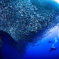 세부 모알보알 사딘 런 완벽 가이드 — 판악사마 비치에서 만나는 은빛 회오리