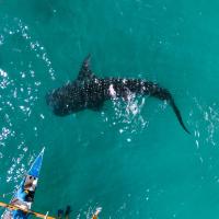 세부 오슬롭 고래상어 투어 완벽 가이드 — 예약, 윤리 논쟁, 실전 팁까지