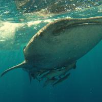 세부 오슬롭 고래상어 투어 완벽 가이드 — 예약, 윤리 논쟁, 실전 팁까지