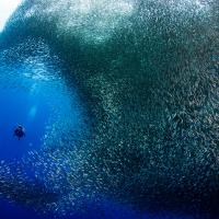 세부 모알보알 사딘 런 완벽 가이드 — 판악사마 비치에서 만나는 은빛 회오리