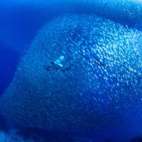 세부 모알보알 사딘 런 완벽 가이드 — 판악사마 비치에서 만나는 은빛 회오리